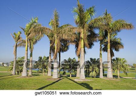 Stock Image - Palm trees on a field, Miami, Florida, USA. Fotosearch
