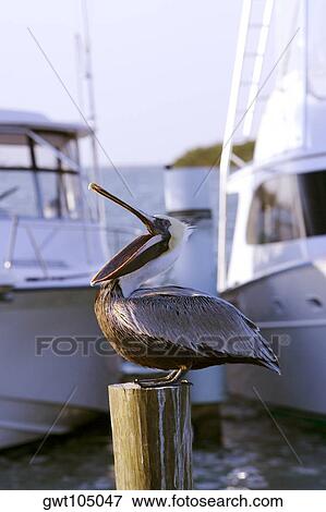 Stock Photo - Side profile of a pelican perching on a wooden post. Fotosearch