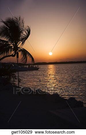 Silhouette of a palm tree on the beach at sunset, Miami, Florida, USA View Large Photo Image Stock Photo - Silhouette of a palm tree on the beach at sunset, Miami, Florida, USA. Fotosearch