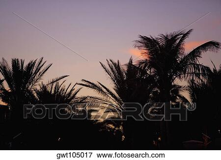 Silhouette of palm trees, Miami, Florida, USA View Large Photo Image Stock Photo - Silhouette of palm trees, Miami, Florida, USA. Fotosearch