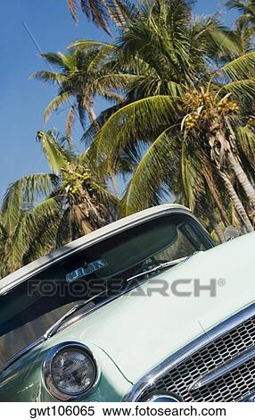 Car parked in front of palm trees, Miami, Florida, USA View Large Photo Image Stock Photography - Car parked in front of palm trees, Miami, Florida, USA. Fotosearch