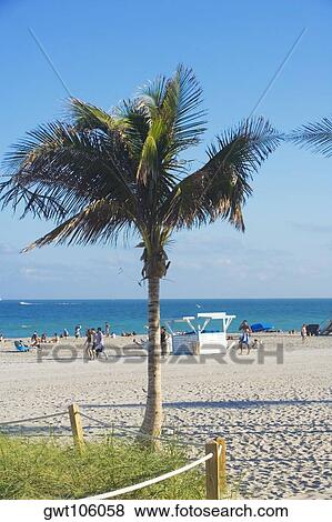 Close-up of a palm tree on the beach, South Beach, Miami, Florida, USA View Large Photo Image Stock Photo - Close-up of a palm tree on the beach, South Beach, Miami, Florida, USA. Fotosearch