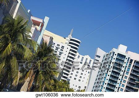 Close-up of palm trees in front of buildings, Miami, Florida, USA View Large Photo Image Stock Photograph - Close-up of palm trees in front of buildings, Miami, Florida, USA. Fotosearch