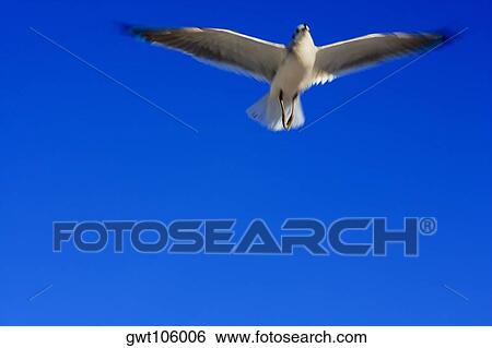 Low angle view of a bird flying in the sky, Miami, Florida, USA View Large Photo Image Stock Photograph - Low angle view of a bird flying in the sky, Miami, Florida, USA. Fotosearch