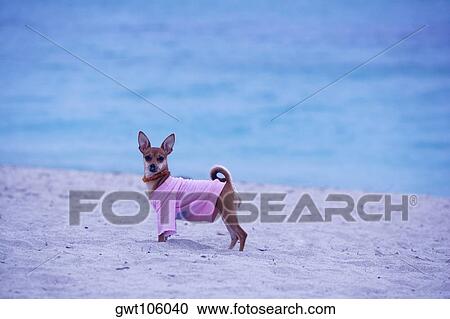 Side profile of a dog standing on the beach, South Beach, Miami, Florida, USA View Large Photo Image Stock Image - Side profile of a dog standing on the beach, South Beach, Miami, Florida, USA. Fotosearch