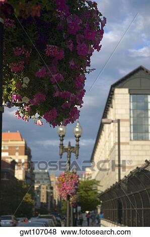 Low angle view of a flower on a tree, Boston, Massachusetts, USA View Large Photo Image Stock Photo - Low angle view of a flower on a tree, Boston, Massachusetts, USA. Fotosearch
