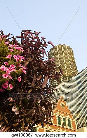 Low angle view of buildings, Chicago, Illinois, USA View Large Photo Image Stock Photo - Low angle view of buildings, Chicago, Illinois, USA. Fotosearch