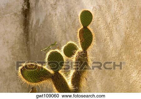 Close-up of a hairy cactus View Large Photo Image Stock Image - Close-up of a hairy cactus. Fotosearch