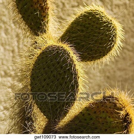 Close-up of a hairy cactus View Large Photo Image Stock Image - Close-up of a hairy cactus. Fotosearch