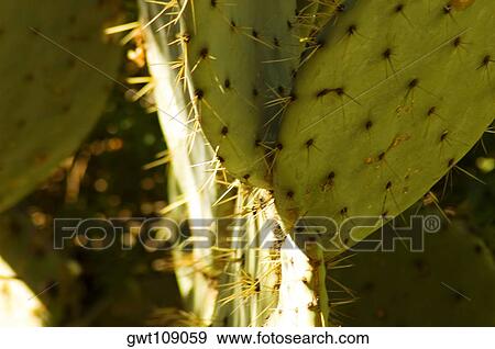 Stock Photo - Close-up of a prickly pear cactus. Fotosearch
