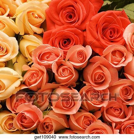 Close-up of a stack of roses View Large Photo Image Stock Image - Close-up of a stack of roses. Fotosearch