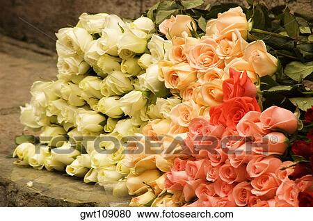 Close-up of a stack of roses View Large Photo Image Stock Image - Close-up of a stack of roses. Fotosearch