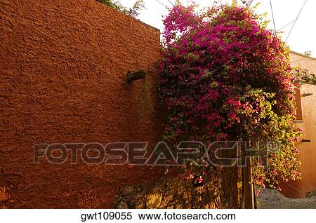 Stock Photography - Close-up of a tree outside a building, Mexico. Fotosearch