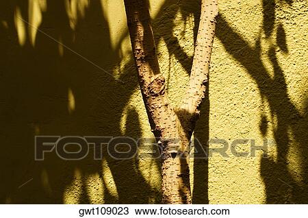 Close-up of a tree trunk near a wall, Mexico View Large Photo Image Stock Image - Close-up of a tree trunk near a wall, Mexico. Fotosearch