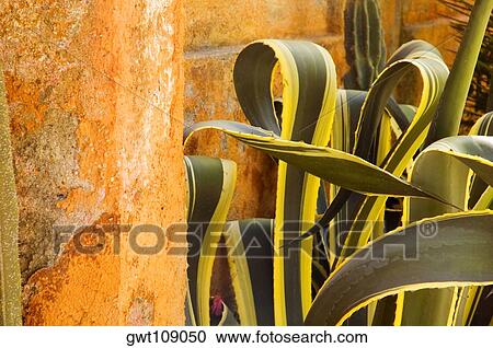 Stock Image - Close-up of cactus leaves. Fotosearch