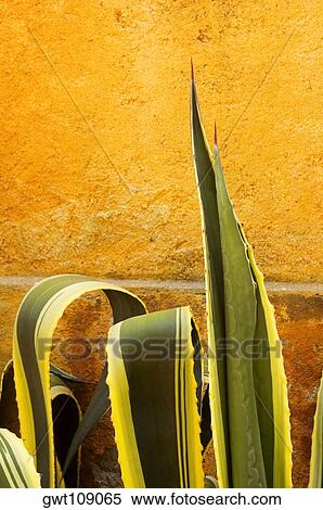 Stock Photography - Close-up of cactus leaves. Fotosearch