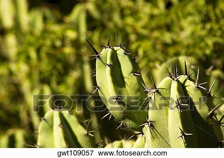 Close-up of cactus View Large Photo Image Stock Photo - Close-up of cactus. Fotosearch