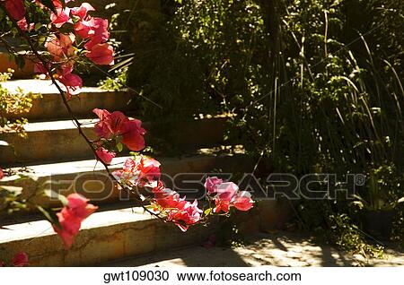 Close-up of flowers on a twig View Large Photo Image Stock Image - Close-up of flowers on a twig. Fotosearch