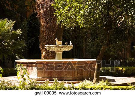 Stock Photography - Two birds perching on a birdbath in the garden, Mexico. Fotosearch
