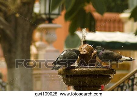 Stock Photo - Two pigeons drinking water from a fountain, Mexico. Fotosearch