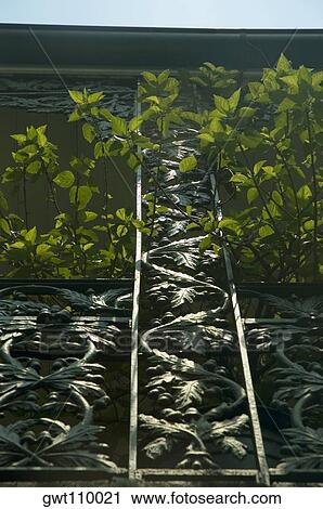 Low angle view of a plant on a metal railing, New Orleans, Louisiana, USA View Large Photo Image Stock Image - Low angle view of a plant on a metal railing, New Orleans, Louisiana, USA. Fotosearch
