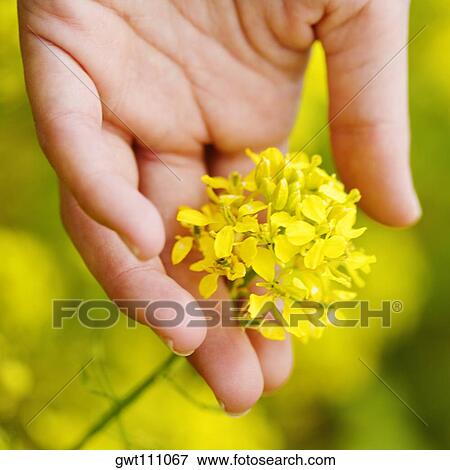 Close-up of a person's hand holding a yellow flower View Large Photo Image Stock Photo - Close-up of a person's hand holding a yellow flower. Fotosearch
