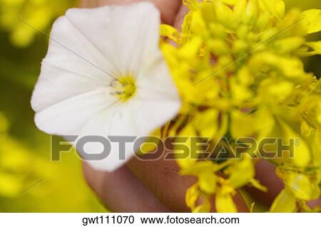 Close-up of a person's hand holding flowers View Large Photo Image Stock Image - Close-up of a person's hand holding flowers. Fotosearch