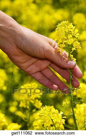 Close-up of a person's hand picking a flower View Large Photo Image Stock Image - Close-up of a person's hand picking a flower. Fotosearch