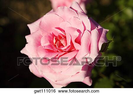 Close-up of a rose with buds View Large Photo Image Stock Photograph - Close-up of a rose with buds. Fotosearch