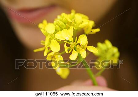 Close-up of a young woman holding flowers View Large Photo Image Stock Photography - Close-up of a young woman holding flowers. Fotosearch