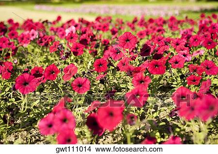 Close-up of flowers in a field View Large Photo Image Picture - Close-up of flowers in a field. Fotosearch