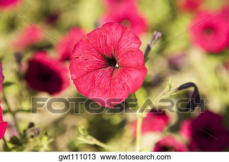 Close-up of flowers in a field View Large Photo Image Stock Image - Close-up of flowers in a field. Fotosearch
