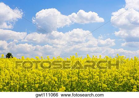 Yellow flowers in a field, Czech Republic View Large Photo Image Stock Photograph - Yellow flowers in a field, Czech Republic. Fotosearch