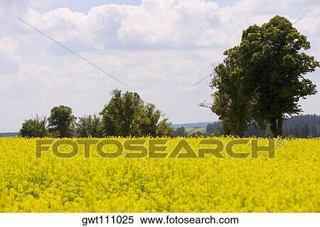 Yellow flowers in a field, Czech Republic View Large Photo Image Stock Photography - Yellow flowers in a field, Czech Republic. Fotosearch