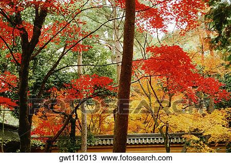 Stock Image - Low angle view of trees, Kinkakuji Temple, Kyoto, Japan. Fotosearch
