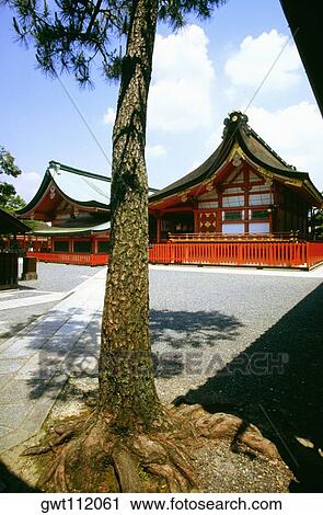 Tree in front of a temple, Fushimi-Inari Shrine, Kyoto, Japan View Large Photo Image Stock Image - Tree in front of a temple, Fushimi-Inari Shrine, Kyoto, Japan. Fotosearch