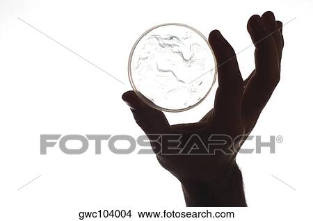 Close-up of a petri dish in a person's hand View Large Photo Image Picture - Close-up of a petri dish in a person's hand. Fotosearch