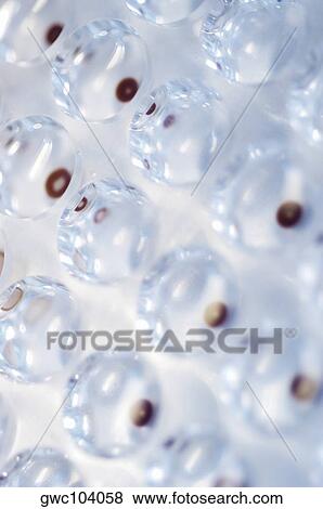 High angle view of petri dishes in a rack View Large Photo Image Stock Photo - High angle view of petri dishes in a rack. Fotosearch