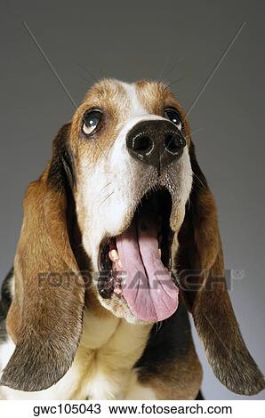 Close-up of a Basset Hound looking up View Large Photo Image Stock Image - Close-up of a Basset Hound looking up. Fotosearch
