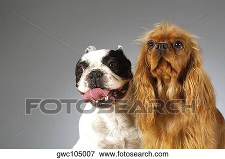 Close-up of a Boston Terrier and a Cocker Spaniel View Large Photo Image Stock Photo - Close-up of a Boston Terrier and a Cocker Spaniel. Fotosearch