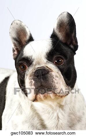 Close-up of a Boston Terrier looking away View Large Photo Image Stock Image - Close-up of a Boston Terrier looking away. Fotosearch