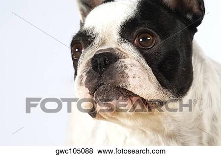 Close-up of a Boston Terrier looking up View Large Photo Image Stock Photo - Close-up of a Boston Terrier looking up. Fotosearch
