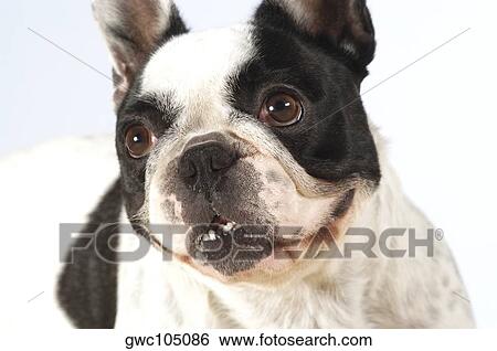 Stock Photograph - Close-up of a Boston Terrier looking up. Fotosearch