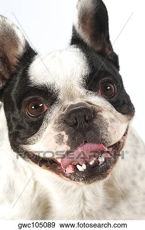 Close-up of a Boston Terrier sticking out its tongue View Large Photo Image Stock Photo - Close-up of a Boston Terrier sticking out its tongue. Fotosearch