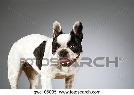 Stock Photography - Close-up of a Boston Terrier sticking out its tongue. Fotosearch