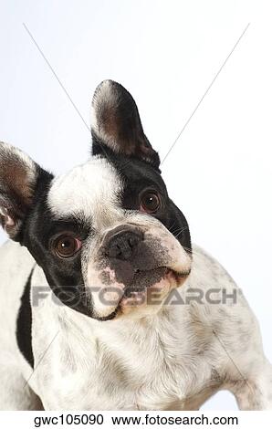 Close-up of a Boston Terrier View Large Photo Image Stock Image - Close-up of a Boston Terrier. Fotosearch