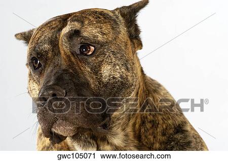 Close-up of a Boxer looking away View Large Photo Image Stock Image - Close-up of a Boxer looking away. Fotosearch