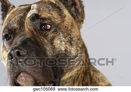 Close-up of a Boxer View Large Photo Image Stock Photo - Close-up of a Boxer. Fotosearch