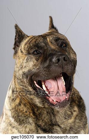 Close-up of a Boxer with its mouth open View Large Photo Image Stock Image - Close-up of a Boxer with its mouth open. Fotosearch