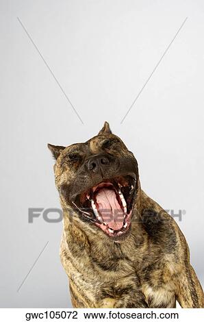Close-up of a Boxer with its mouth open View Large Photo Image Stock Image - Close-up of a Boxer with its mouth open. Fotosearch